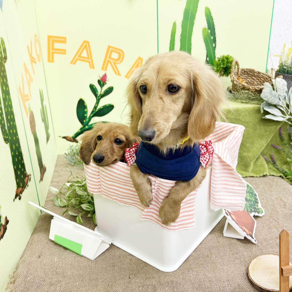 生徒とモデル犬の写真撮影会③